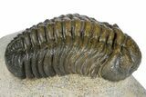 Austerops Trilobite - Nice Eye Facets #181410-2